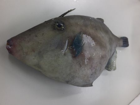 �E�}�d���n�M�S�g3