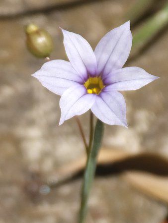 �j���[�L�V���E
