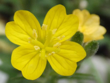 �G�m�e���E�y�����j�X(Oenothera perennis)