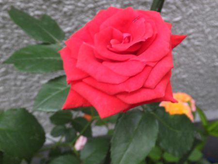 �o���E��6