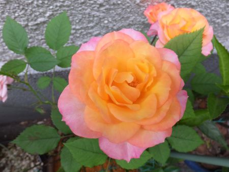 �o���E��
