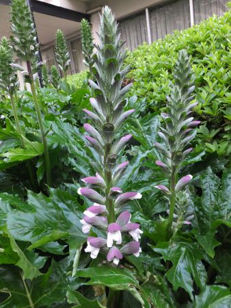 �A�J���T�X(Acanthus)
