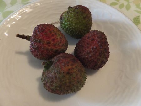 ���C�V�i䫎}�j