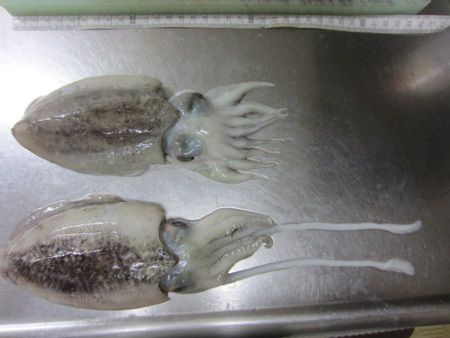 �b�C�J���Y
