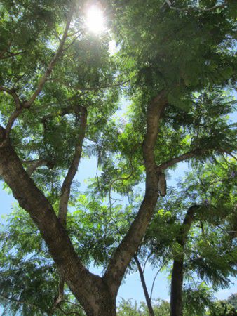 �W���J�����_10(Jacaranda)