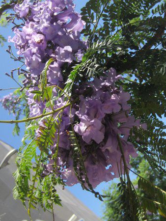 �W���J�����_1(Jacaranda)
