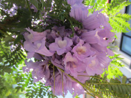 �W���J�����_2(Jacaranda)