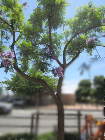 �W���J�����_