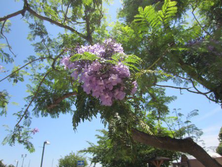 �W���J�����_4(Jacaranda)