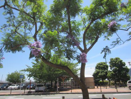 �W���J�����_5(Jacaranda)