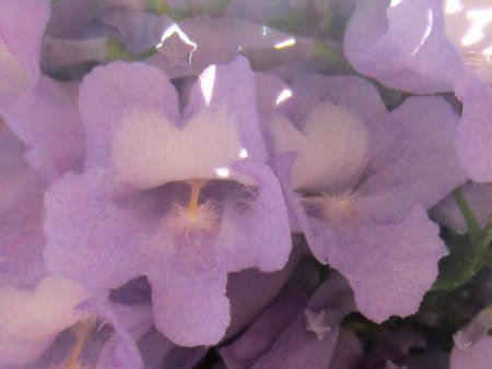 �W���J�����_6(Jacaranda)