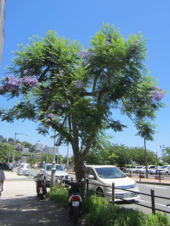 �W���J�����_7(Jacaranda)