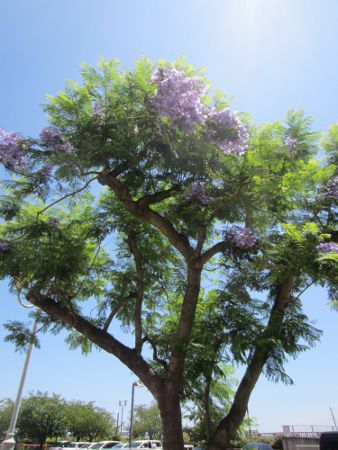 �W���J�����_8(Jacaranda)