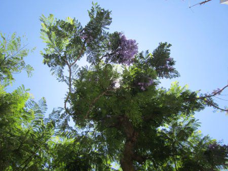 �W���J�����_9(Jacaranda)