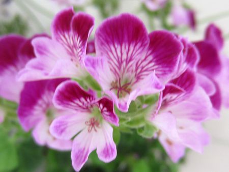 �y�����S�j�E��(Pelargonium)