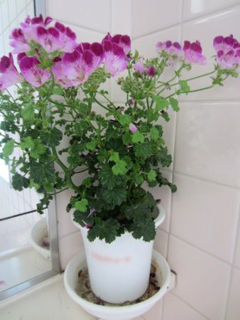 �y�����S�j�E��(Pelargonium)