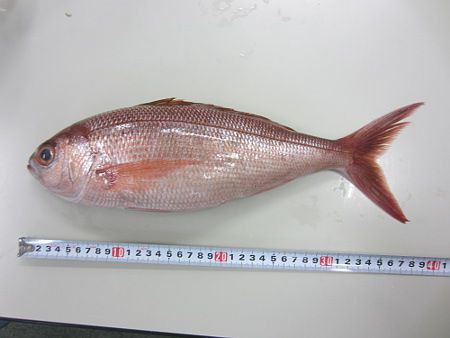 �q����38cm