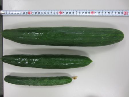 40cm�߂�