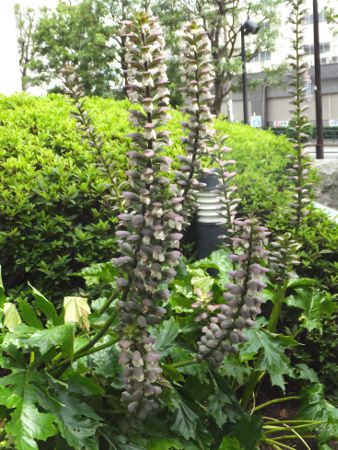 �A�J���T�X(Acanthus)