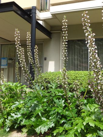 �A�J���T�X(Acanthus)