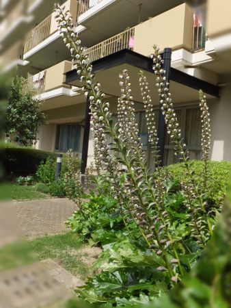 �A�J���T�X(Acanthus)
