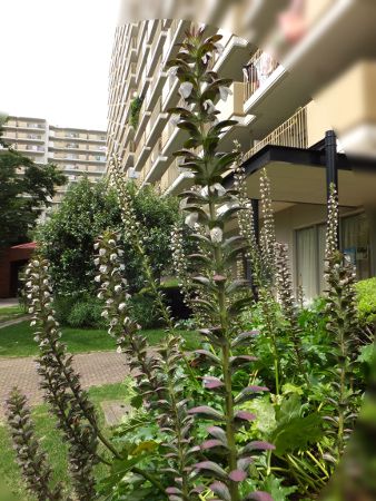 �A�J���T�X(Acanthus)
