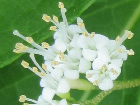 �V���~�m�R�����T�L�i�����̏����j