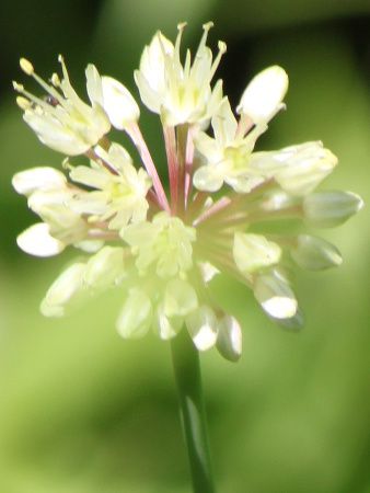 �M���E�W���j���j�N�i�s���ׁj