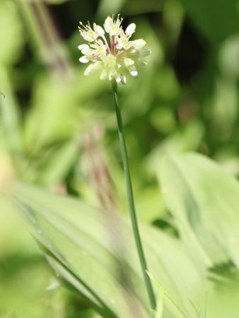 �M���E�W���j���j�N�i�s���ׁj