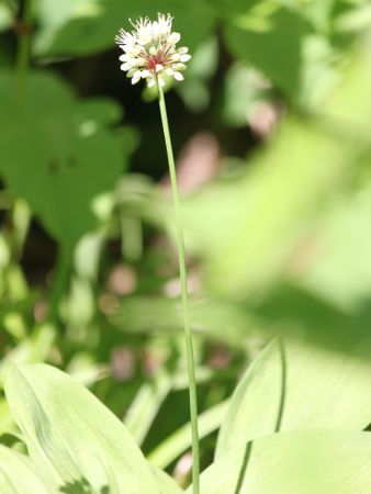 �M���E�W���j���j�N�i�s���ׁj