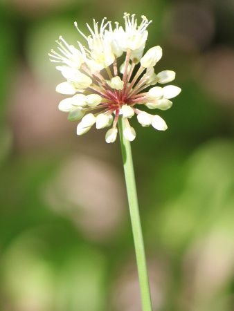 �L���R�E�J ������
