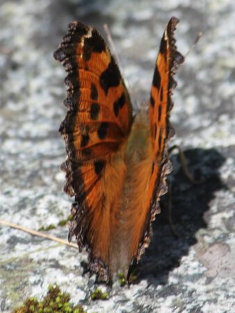 �q�I�h�V�`���E5
