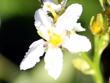 �C���C�`���E�i���ǁj3