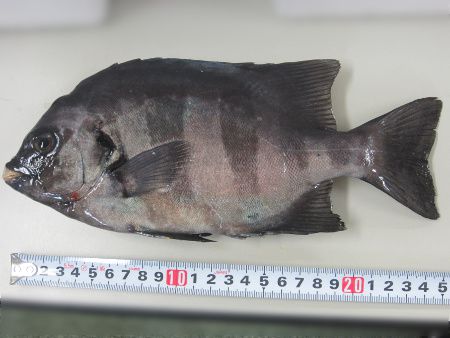 �Α�25cm