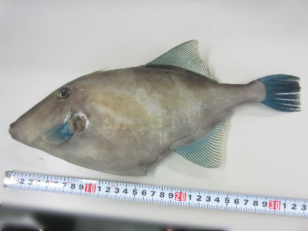 �E�}�d��33cm