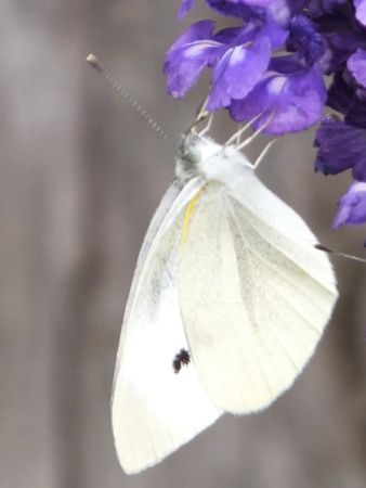 �����V���`���E�i�䔒���j
