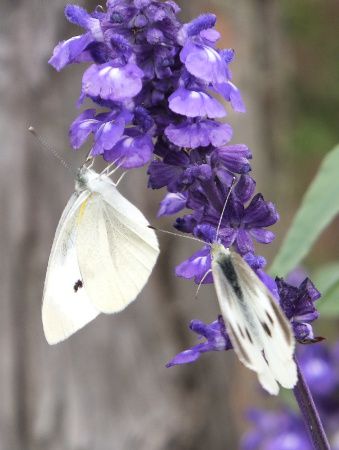 �P�V���E�T���r�A(���σT���r�A)