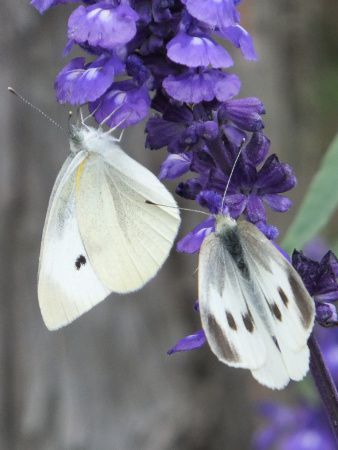 �����V���`���E�i�䔒���j