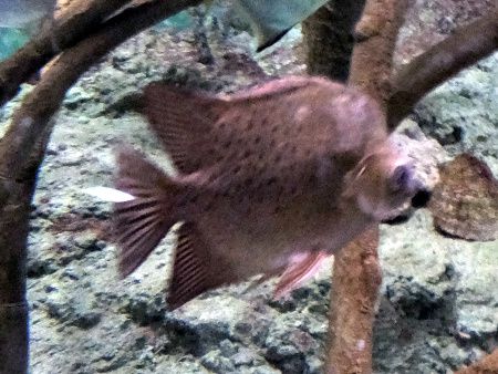 �N���z�V�}���W���E�_�C(�w���FScatophagus argus)