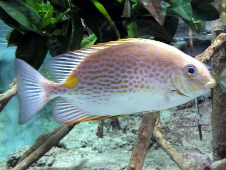 �S�}�A�C�S�i�w���FSiganus guttatus �j