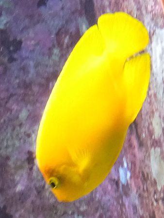 �w�����h�R�K�l���b�R�i�w���FCentropyge heraldi�j