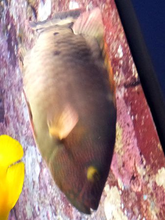 �~�c�o���`�m�E�I�i�w���FCheilinus trilobatus 