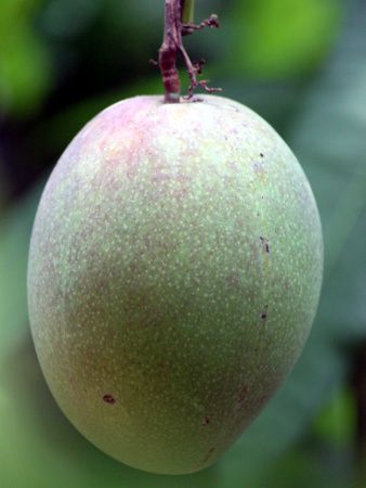 �}���S�[(mango)