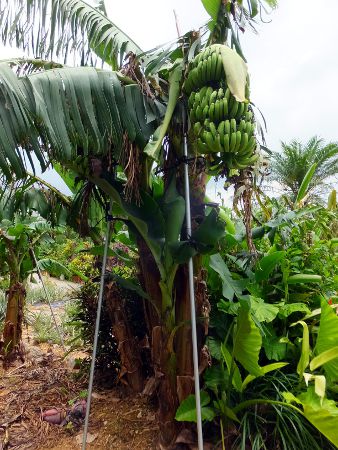 �o�i�i(Banana)