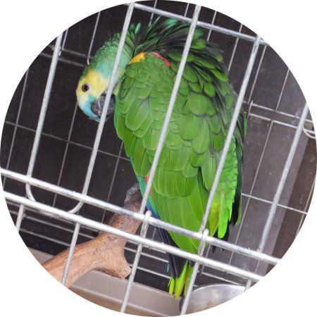 �A�I�{�E�V�C���R�i�X�q�C���R�j