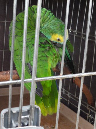 �A�I�{�E�V�C���R�i�X�q�C���R�j