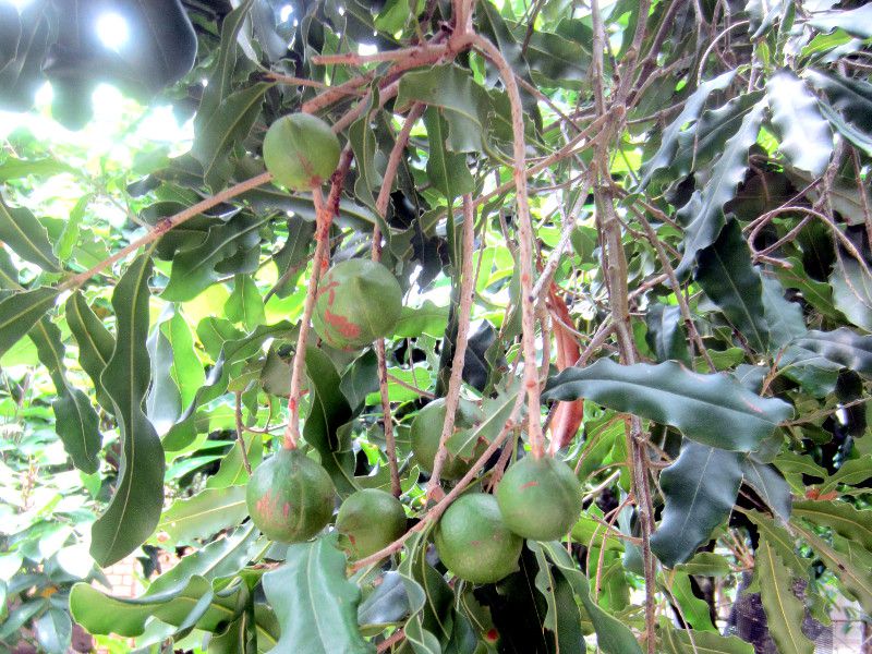 �}�J�f�~�A�i�b�c(Macadamia nut)
