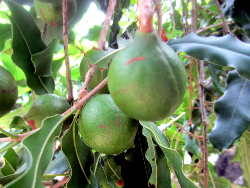 �}�J�f�~�A�i�b�c(Macadamia nut)