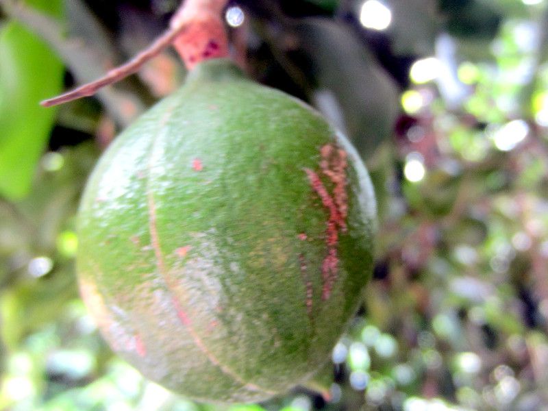 �}�J�f�~�A�i�b�c(Macadamia nut)