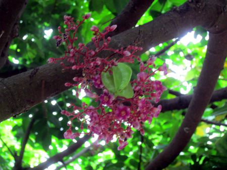 �X�^�[�t���[�c(Star fruit)